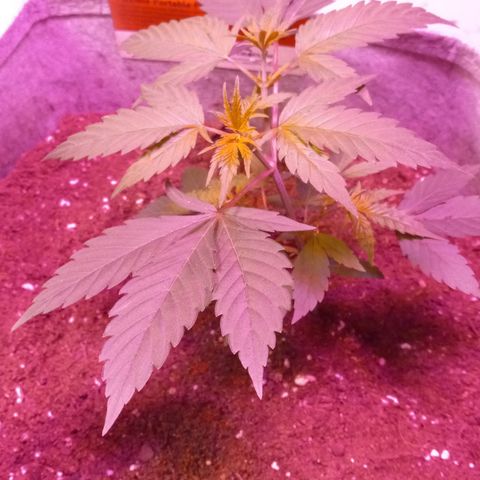 ChicaliWeed420 #1 growlog timeline photo