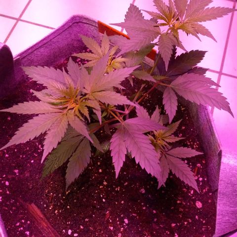 ChicaliWeed420 #1 growlog timeline photo