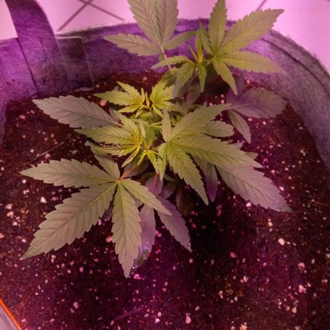 ChicaliWeed420 #1 growlog timeline photo