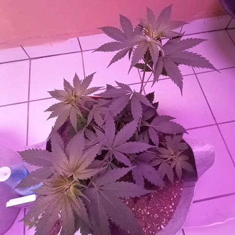 ChicaliWeed420 #1 growlog timeline photo