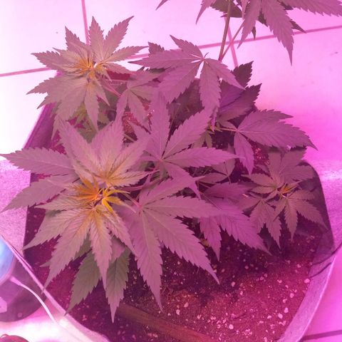 ChicaliWeed420 #1 growlog timeline photo