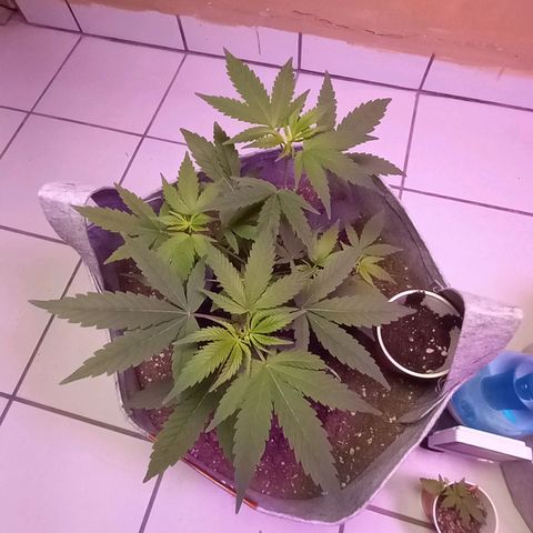 ChicaliWeed420 #1 growlog timeline photo