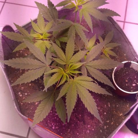 ChicaliWeed420 #1 growlog timeline photo