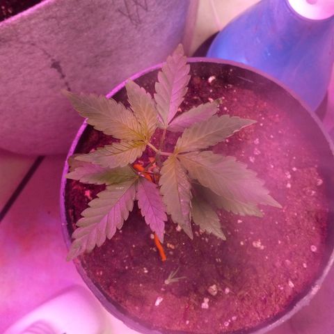 ChicaliWeed420 #1 growlog timeline photo