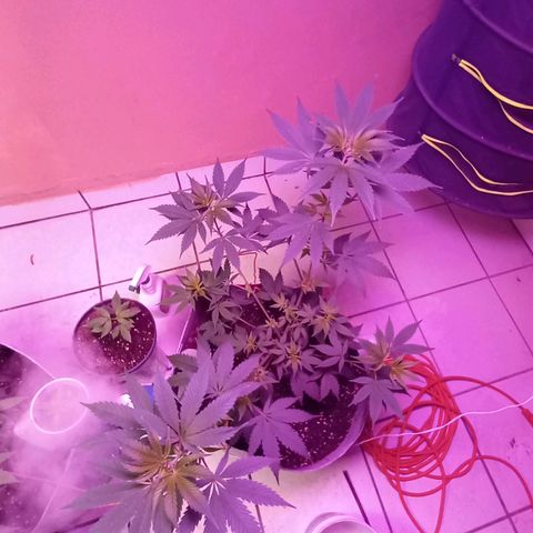ChicaliWeed420 #1 growlog timeline photo