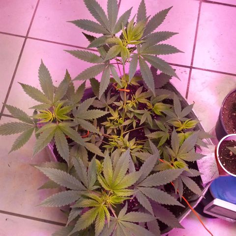 ChicaliWeed420 #1 growlog timeline photo