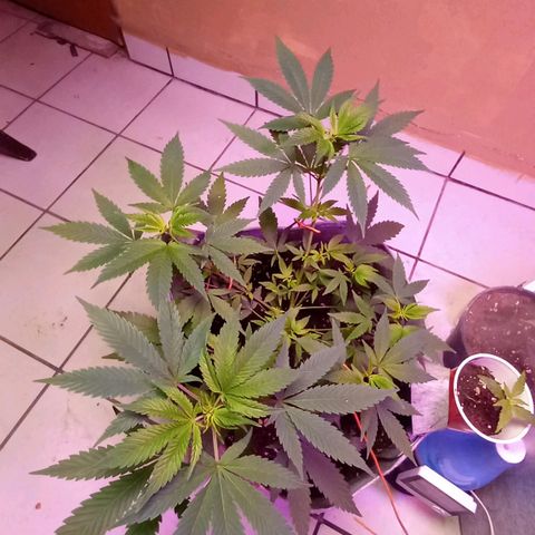 ChicaliWeed420 #1 growlog timeline photo