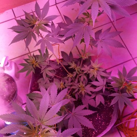 ChicaliWeed420 #1 growlog timeline photo