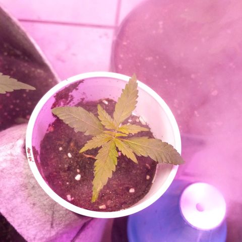 ChicaliWeed420 #1 growlog timeline photo