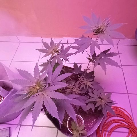 ChicaliWeed420 #1 growlog timeline photo