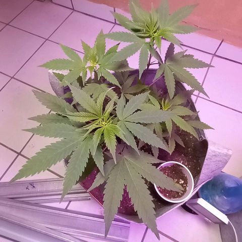 ChicaliWeed420 #1 growlog timeline photo