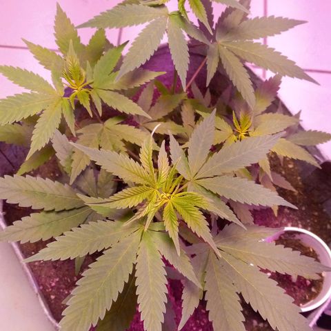 ChicaliWeed420 #1 growlog timeline photo