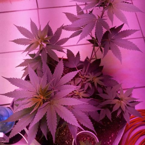 ChicaliWeed420 #1 growlog timeline photo