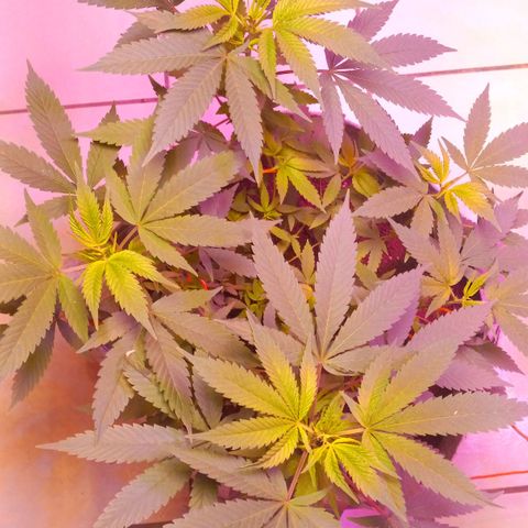 ChicaliWeed420 #1 growlog timeline photo
