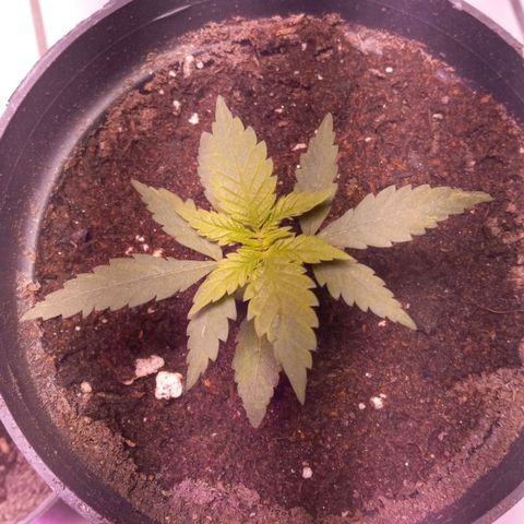 ChicaliWeed420 #1 growlog timeline photo