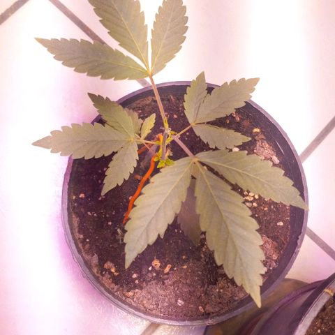 ChicaliWeed420 #1 growlog timeline photo