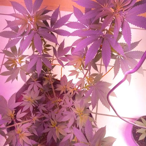 ChicaliWeed420 #1 growlog timeline photo
