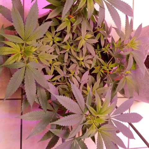 ChicaliWeed420 #1 growlog timeline photo