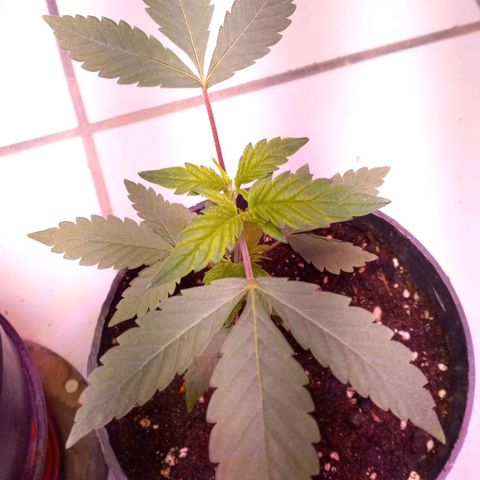 ChicaliWeed420 #1 growlog timeline photo