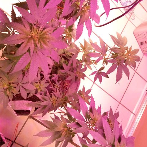 ChicaliWeed420 #1 growlog timeline photo