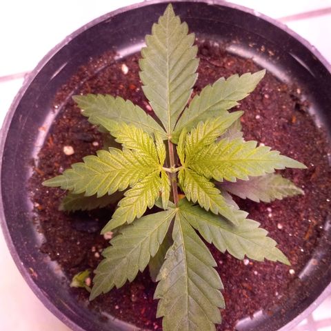 ChicaliWeed420 #1 growlog photo: Toping trim