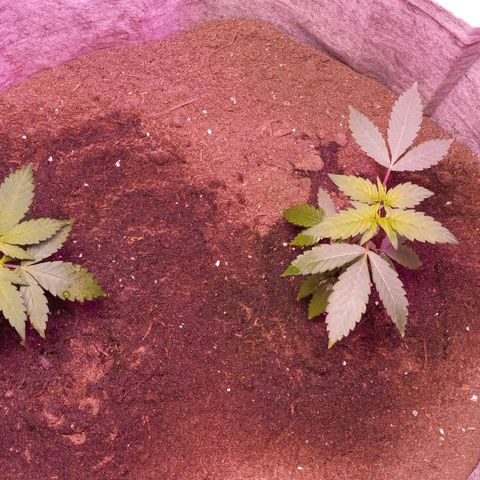 ChicaliWeed420 #1 growlog photo: Change the pot