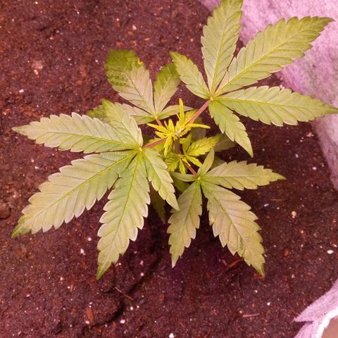 ChicaliWeed420 #1 growlog timeline photo