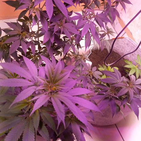 ChicaliWeed420 #1 growlog timeline photo