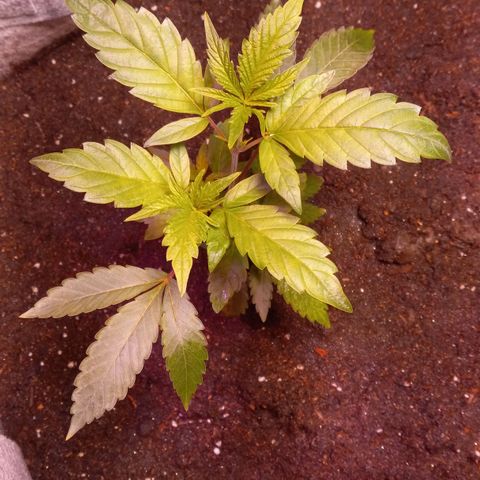 ChicaliWeed420 #1 growlog timeline photo
