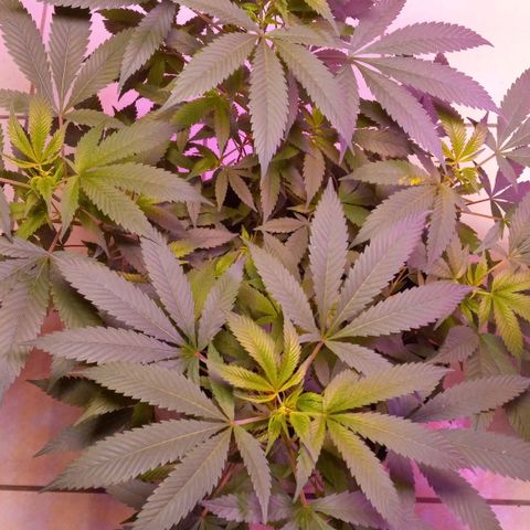 ChicaliWeed420 #1 growlog timeline photo