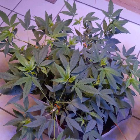 ChicaliWeed420 #1 growlog timeline photo