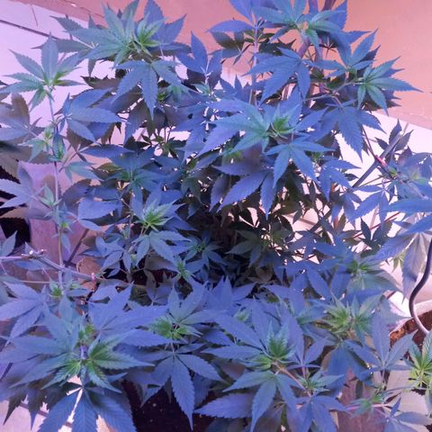 ChicaliWeed420 #1 growlog timeline photo