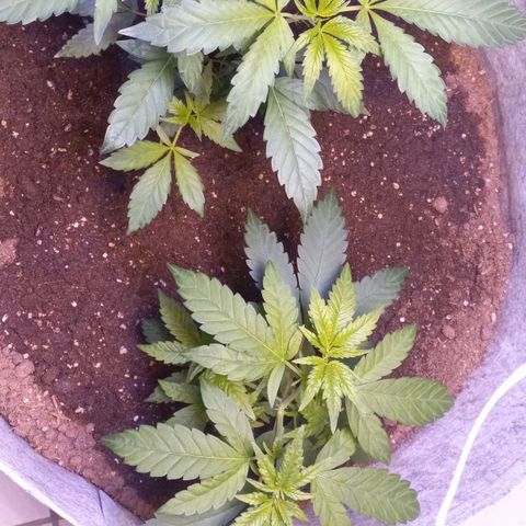 ChicaliWeed420 #1 growlog timeline photo