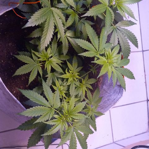 ChicaliWeed420 #1 growlog timeline photo
