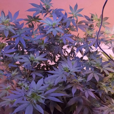 ChicaliWeed420 #1 growlog timeline photo