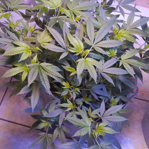 ChicaliWeed420 #1 growlog timeline photo