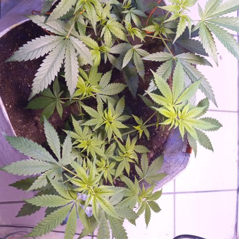 ChicaliWeed420 #1 growlog timeline photo