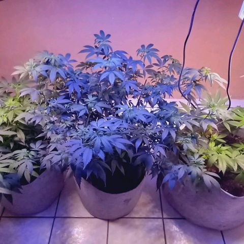 ChicaliWeed420 #1 growlog timeline photo
