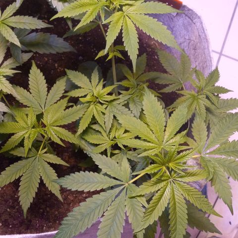 ChicaliWeed420 #1 growlog timeline photo