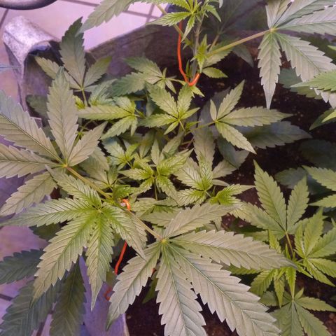 ChicaliWeed420 #1 growlog timeline photo