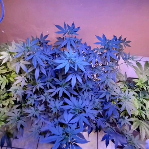 ChicaliWeed420 #1 growlog timeline photo