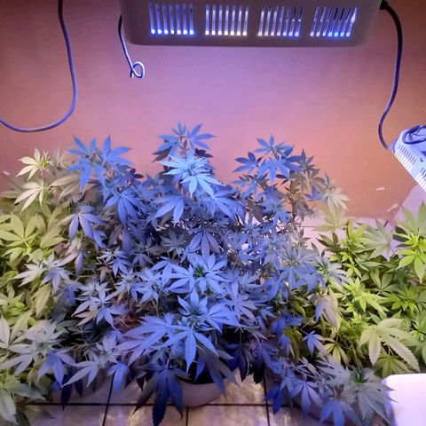 ChicaliWeed420 #1 growlog timeline photo