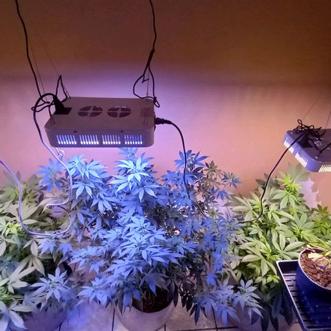 ChicaliWeed420 #1 growlog timeline photo