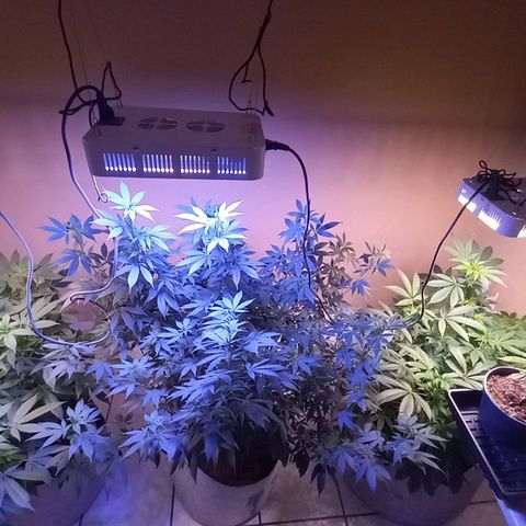 ChicaliWeed420 #1 growlog timeline photo