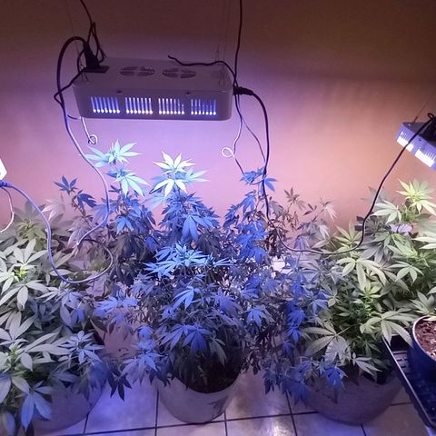 ChicaliWeed420 #1 growlog timeline photo