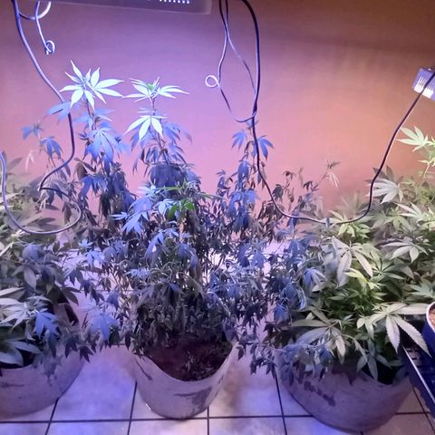 ChicaliWeed420 #1 growlog timeline photo