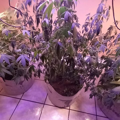 ChicaliWeed420 #1 growlog timeline photo