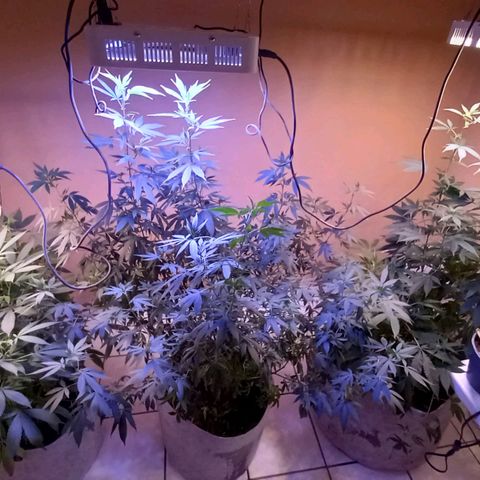 ChicaliWeed420 #1 growlog timeline photo