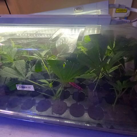 ChicaliWeed420 #1 growlog photo: Cuts Clones
10 Clones P.P.D. & 8 Clones Collie Man