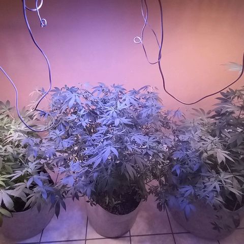ChicaliWeed420 #1 growlog photo: Cuts Clones
10 Clones P.P.D. & 8 Clones Collie Man